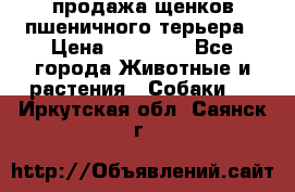 продажа щенков пшеничного терьера › Цена ­ 35 000 - Все города Животные и растения » Собаки   . Иркутская обл.,Саянск г.